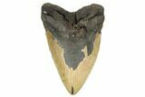 Fossil Megalodon Tooth - North Carolina #183319-1